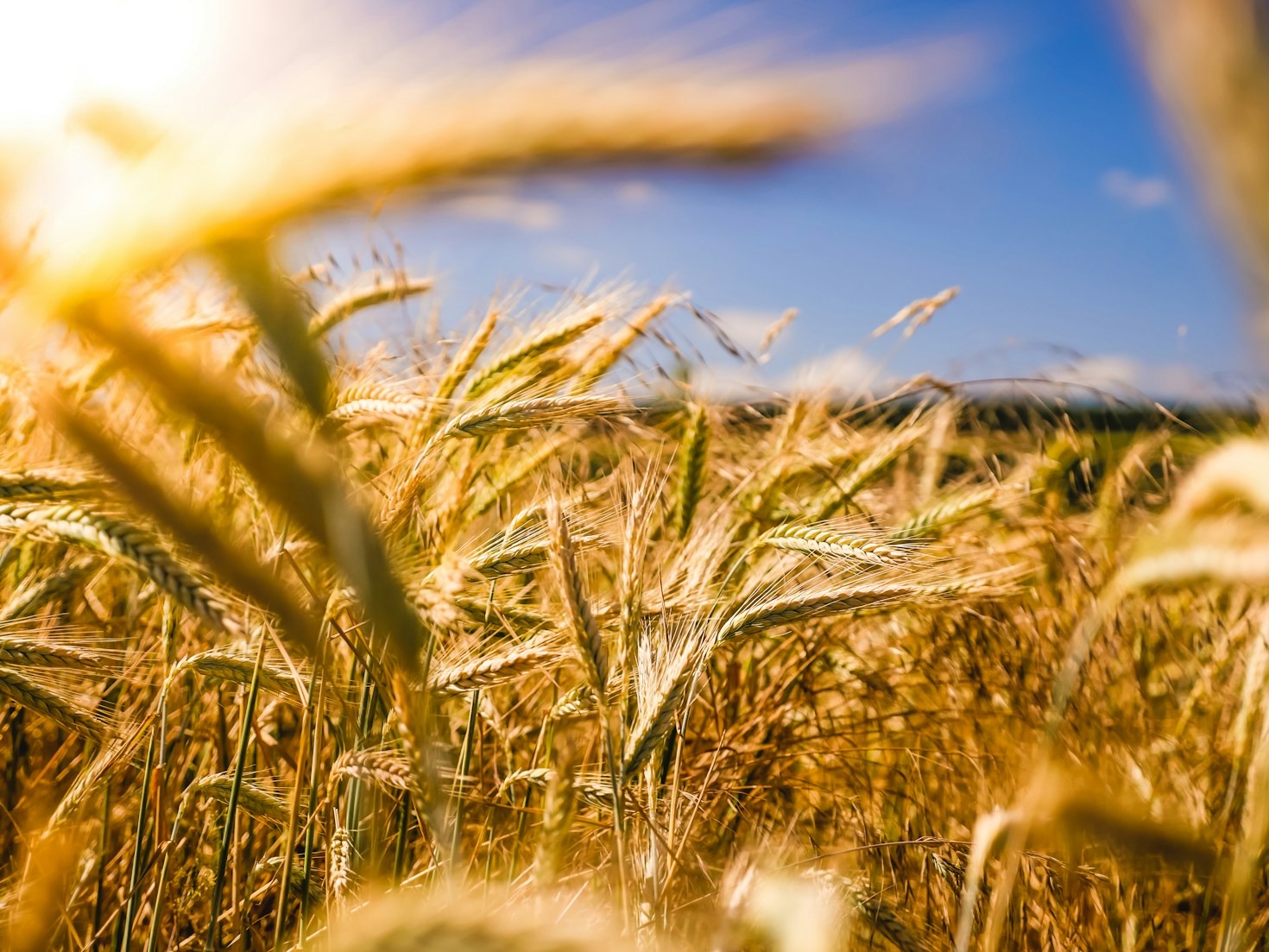 Building Resilience In Local Farming Communities